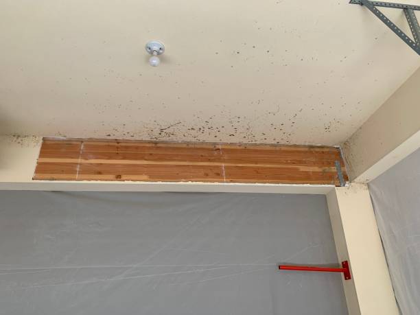 Best Mold Odor Removal Services  in Savage, MN