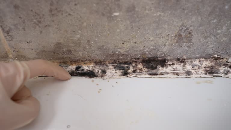 Best Environmental Consulting for Mold Prevention  in Savage, MN